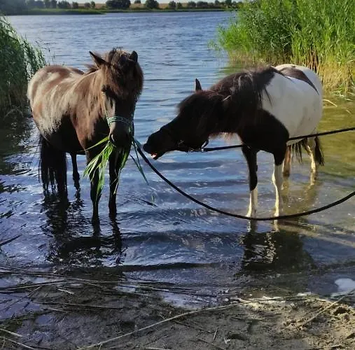 Haus An Der Pferdekoppel Am Blankenburger Semesterbostad