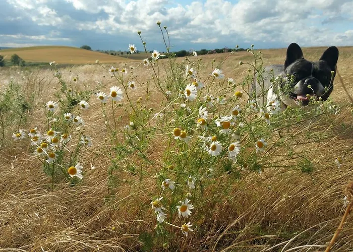 Haus An Der Pferdekoppel Am Blankenburger Semesterbostad *